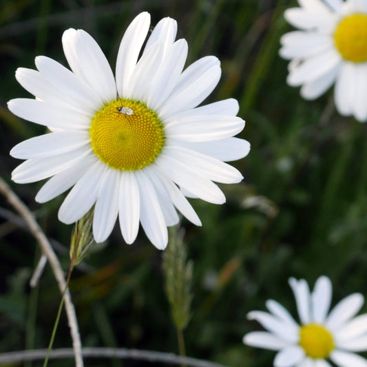 Hope from the Flowers : Addressing Systemic Trauma in Uncertain Times - Deschampsia - Nature Based Self Care