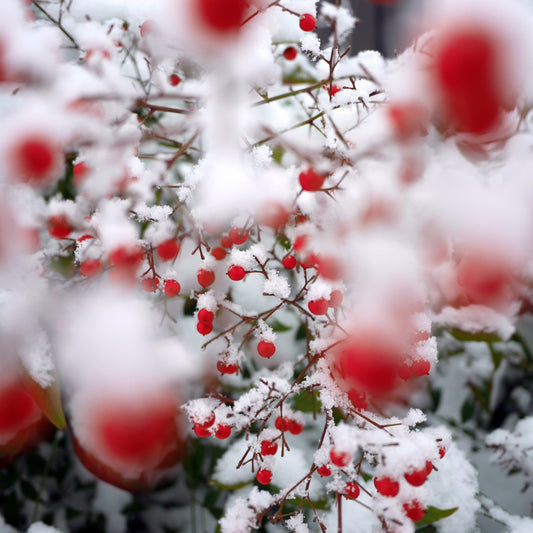 Winter Skincare : A Nature Based Approach - Deschampsia - Nature Based Self Care