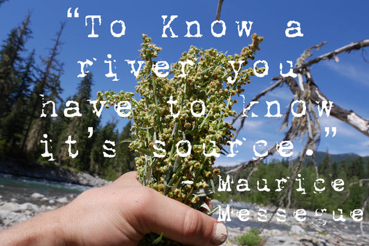 Caring for Your Body : The Toxic Ingredients to Avoid in Your Routine - Deschampsia - Nature Based Self Care