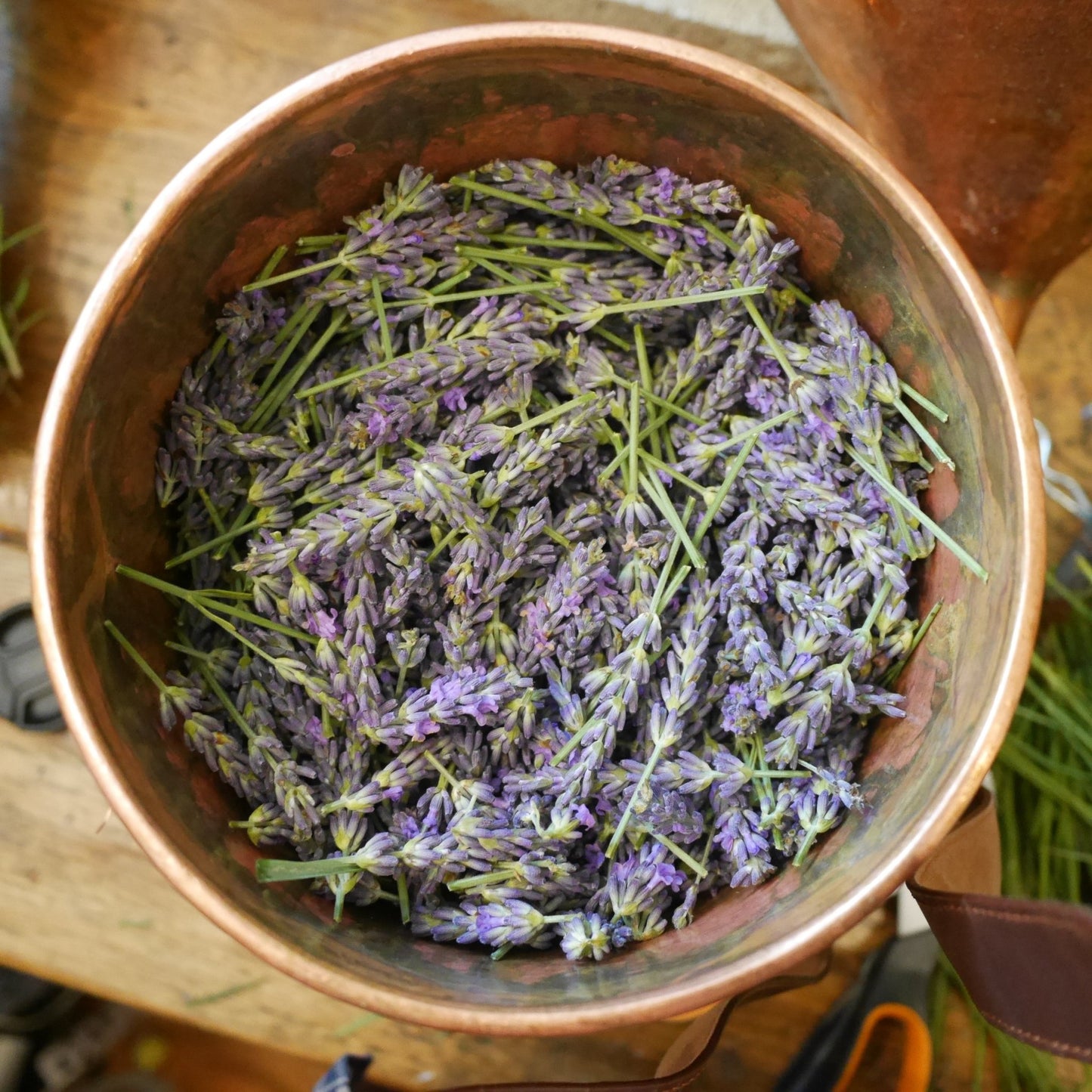Dreamy Mugwort & Lavender Hydrosol - Deschampsia - Nature Based Self Care