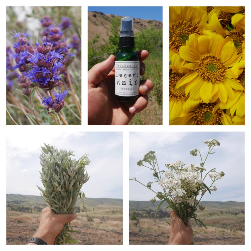 Desert Rain Hydrosol - Deschampsia - Nature Based Self Care