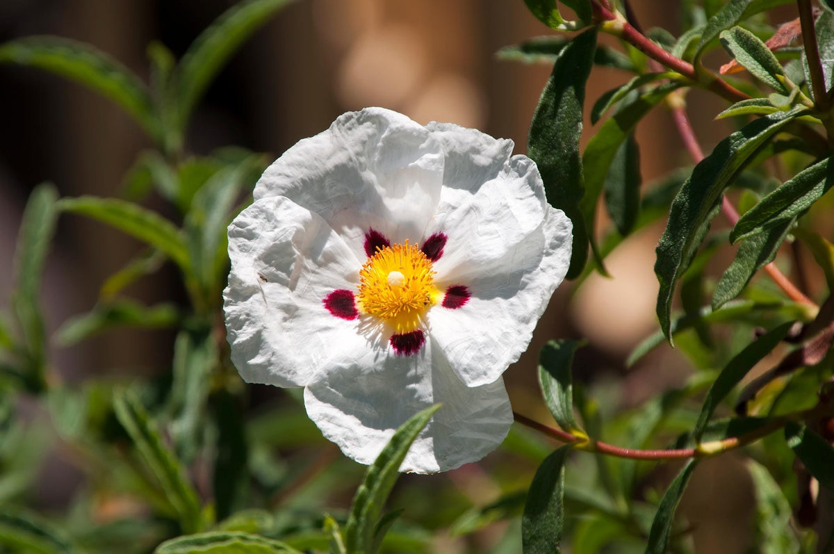 White rockrose flower associated with labdanum resin