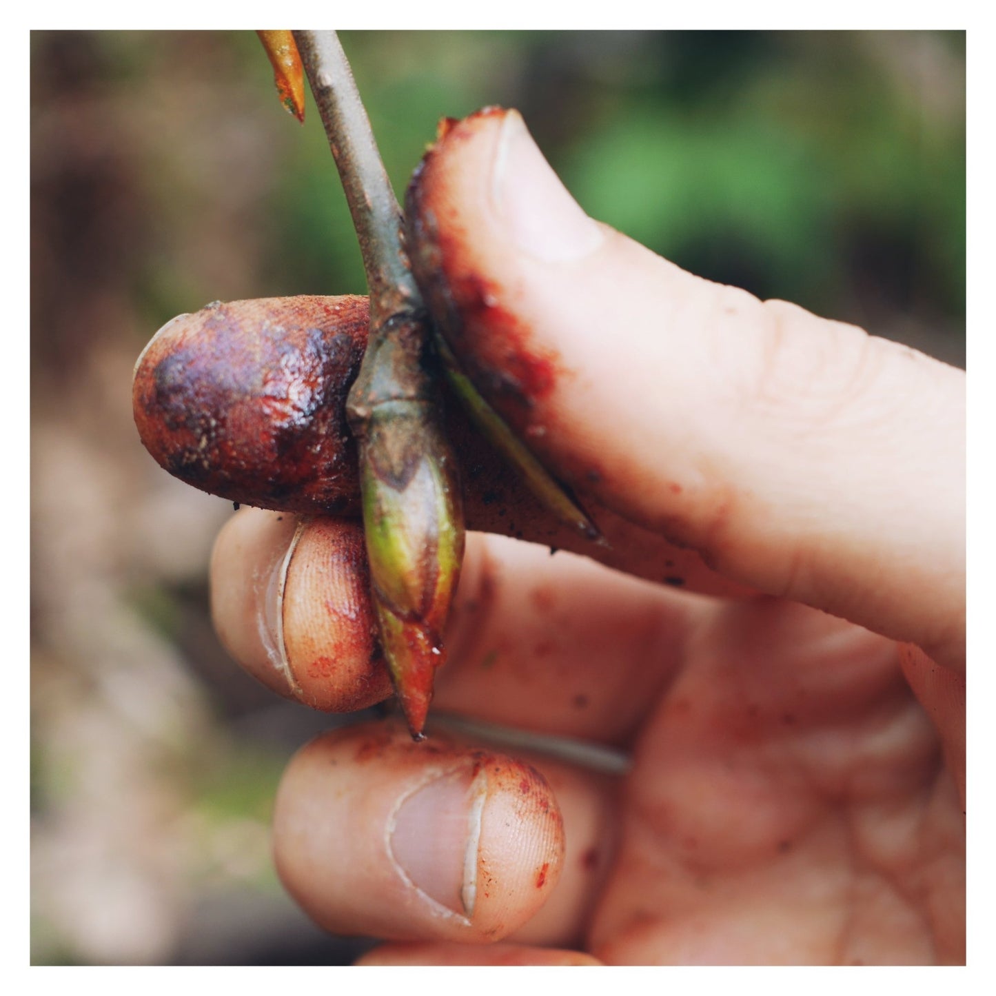 balsam poplar buds collected by hand and releasing sticky resin on fingers