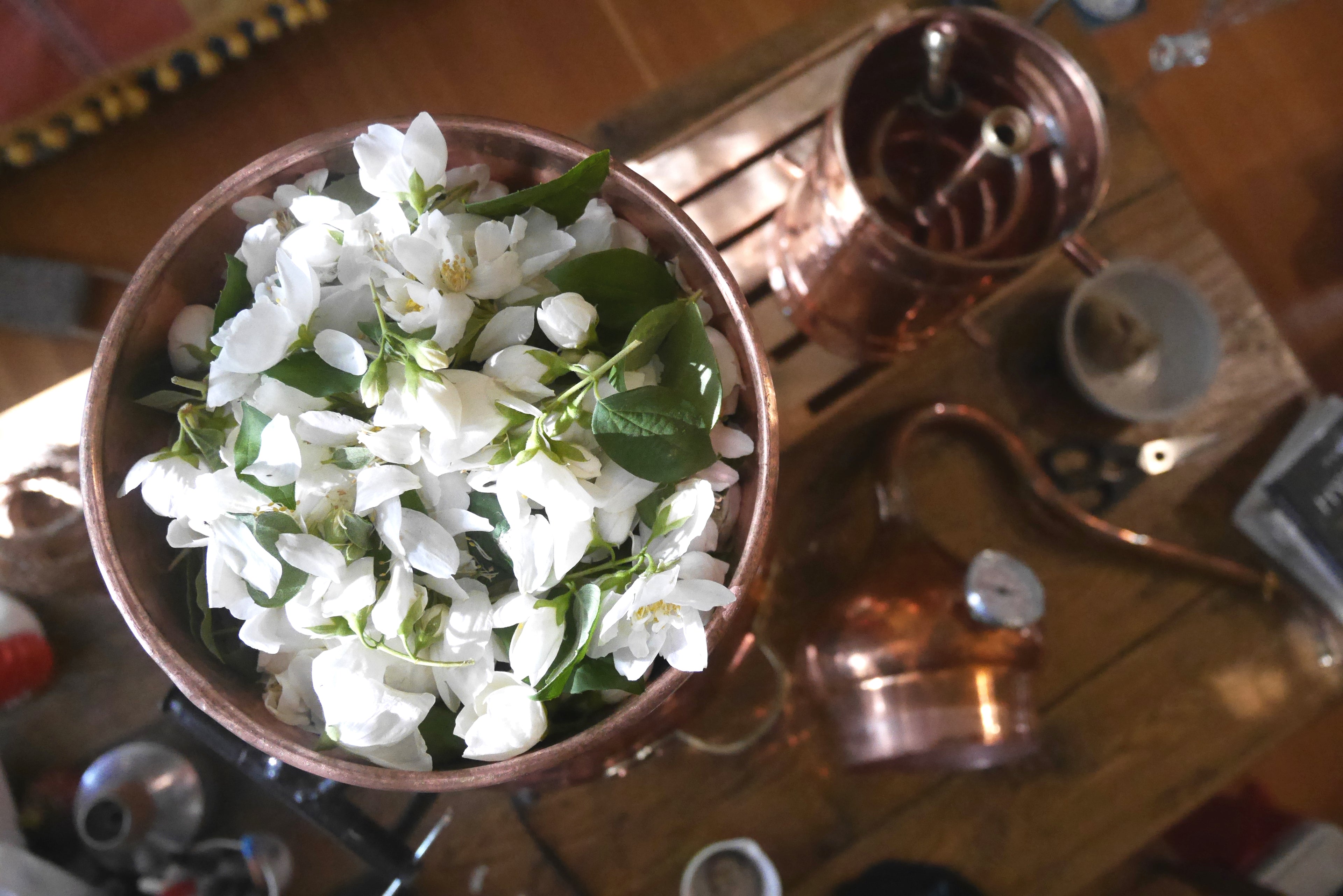copper alembic still distillation hydrosols spiritum botanica herbalism alchemy preindustrial self care skin care bath body herbalism deschampsia wildcrafts Seattle Mock Orange flowers