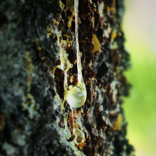 goey tree rresin on trunk of tree