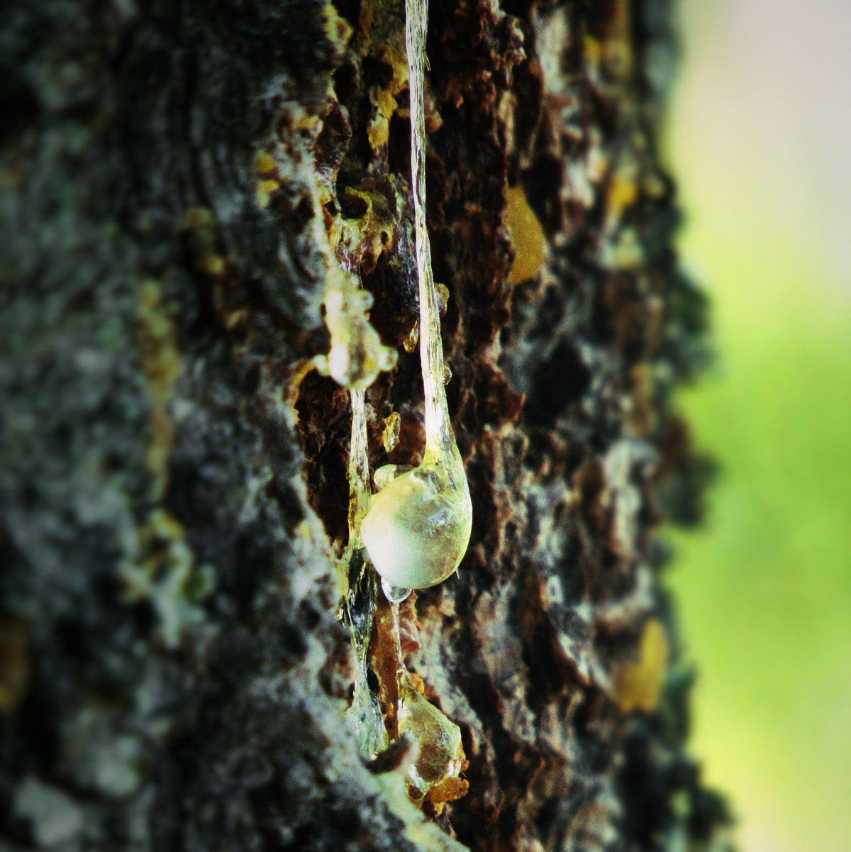 Clear Douglas fir resin droplet on tree bark
