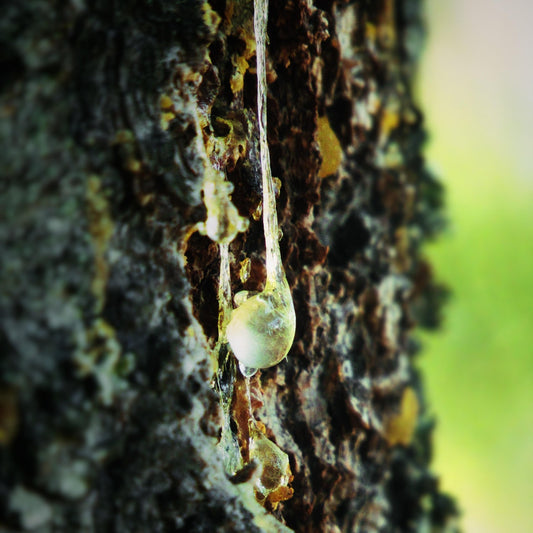 Douglas Fir Aromatic Resin Perfume Oil - Deschampsia - Nature Based Self Care