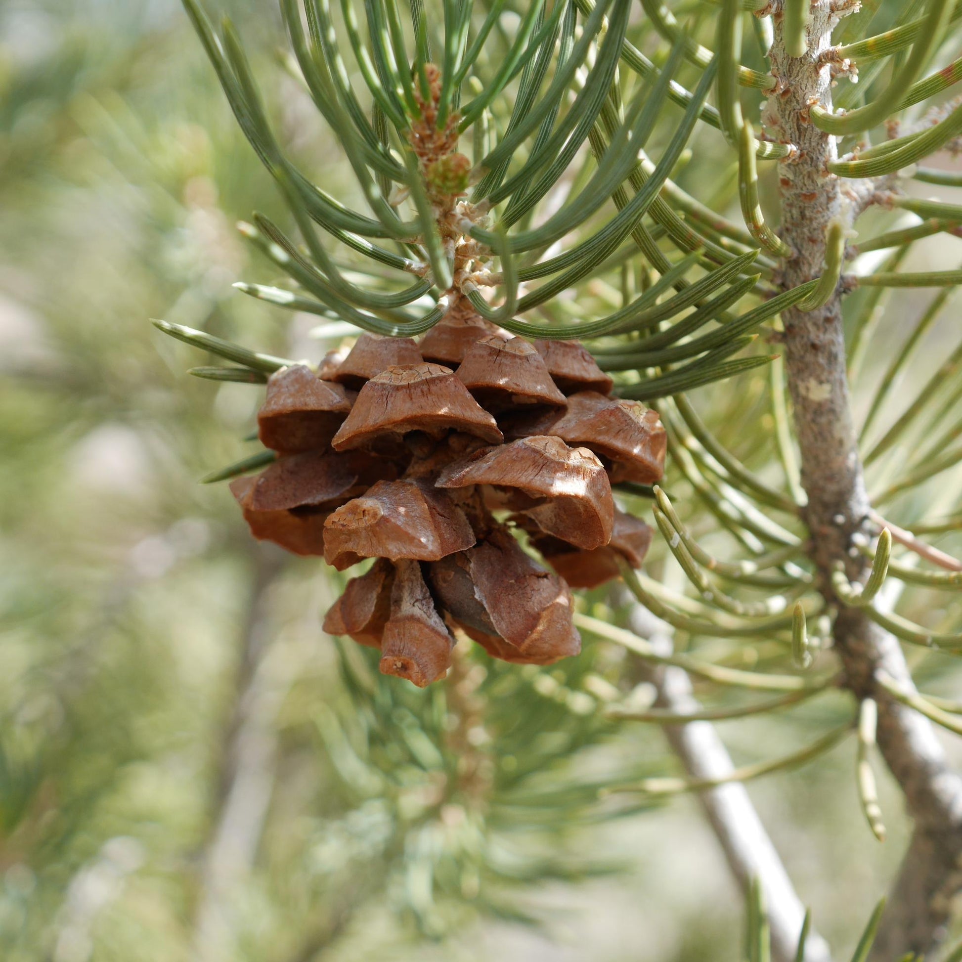 Piñon Pine Resin Hydrosol - Deschampsia - Nature Based Self Care