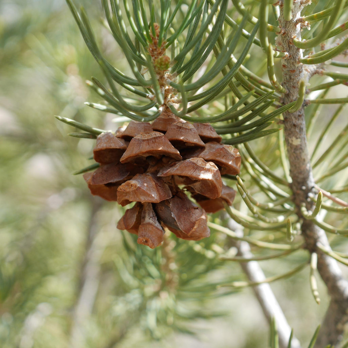 Piñon pine cone