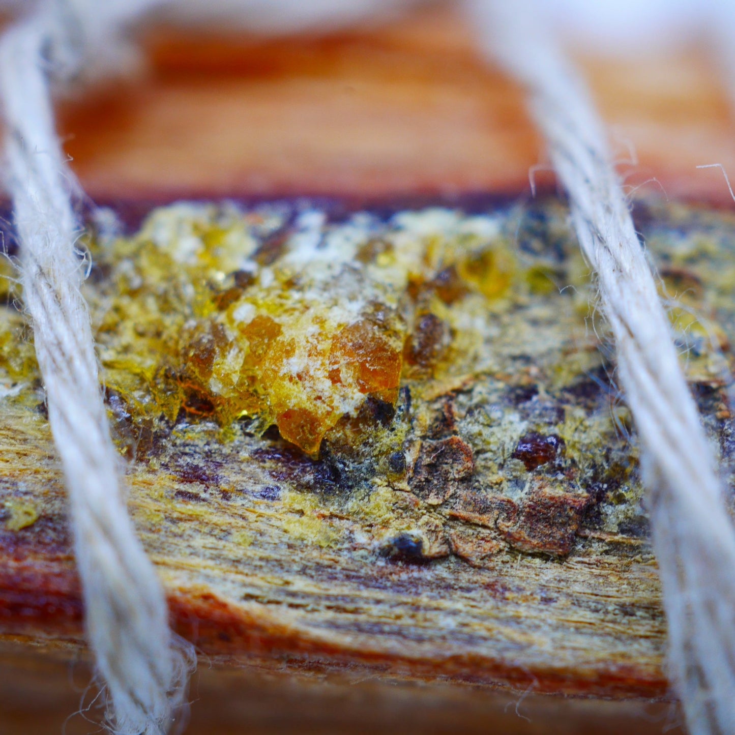 Ocote Smudge Sticks - Deschampsia - Nature Based Self Care