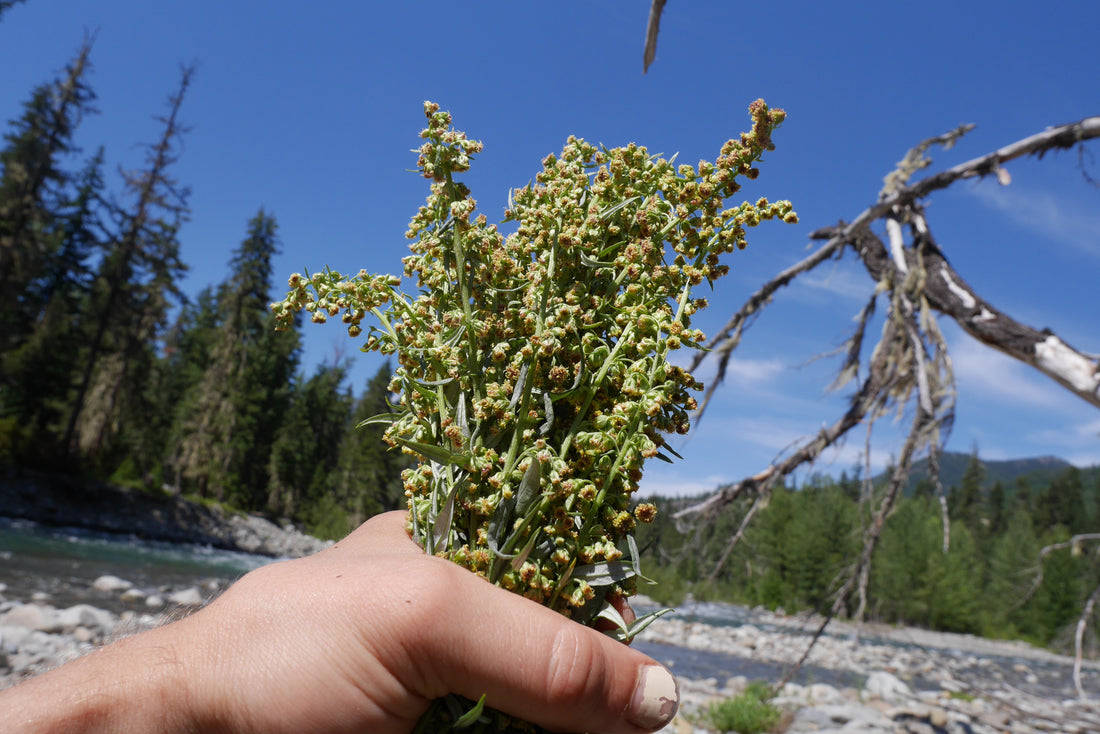 California Mugwort (Artemisia douglasiana)