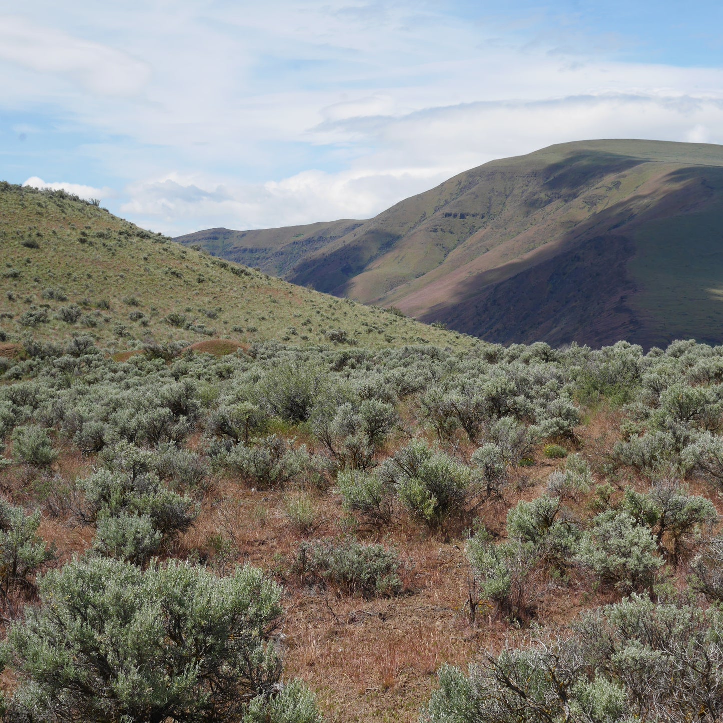 Eastern washington sagebrush steepe