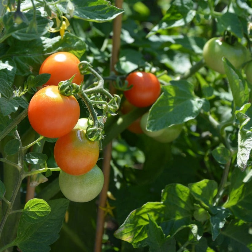 tomato vine in summer