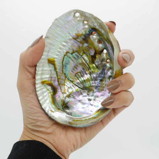 Green Abalone Shell 4-5inches - Deschampsia - Nature Based Self Care