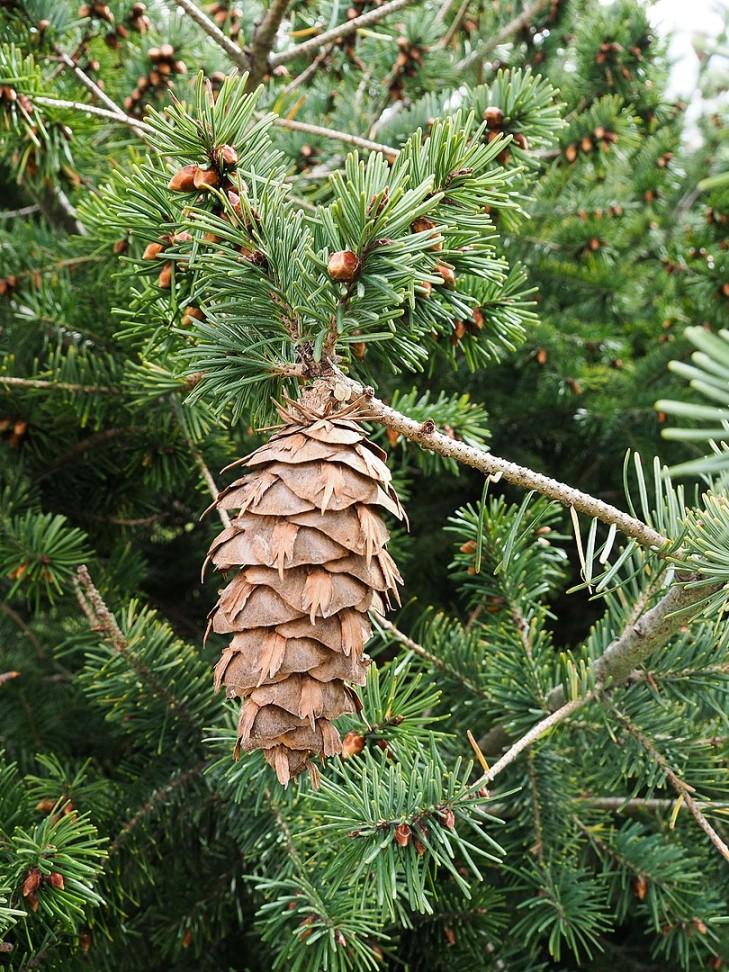 Douglas Fir Hydrosol - Deschampsia - Nature Based Self Care