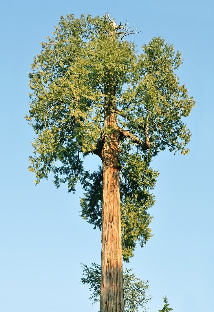 Western Red Cedar Hydrosol - Deschampsia - Nature Based Self Care