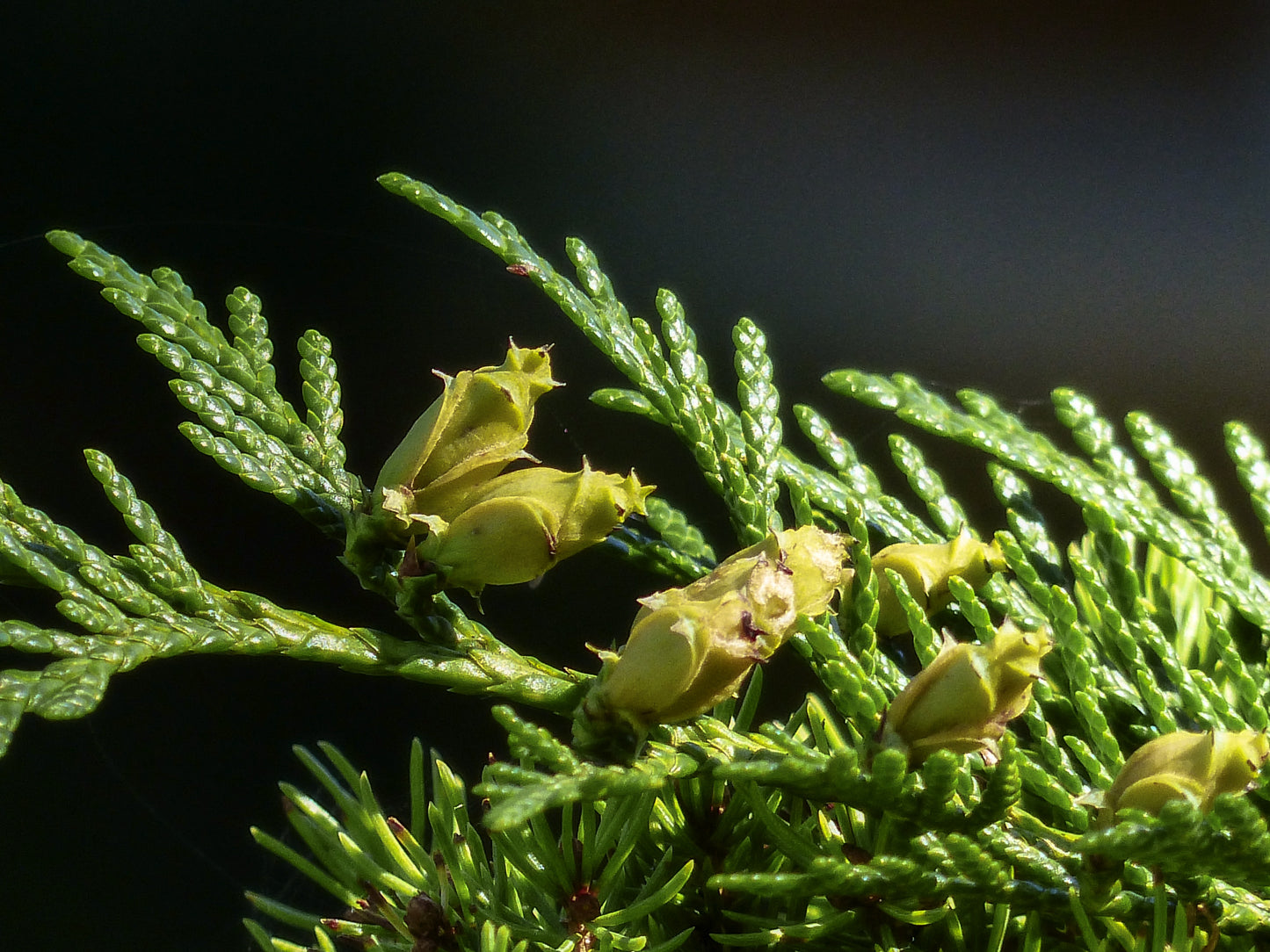 Western Red Cedar Smudge Bundle - Deschampsia - Nature Based Self Care