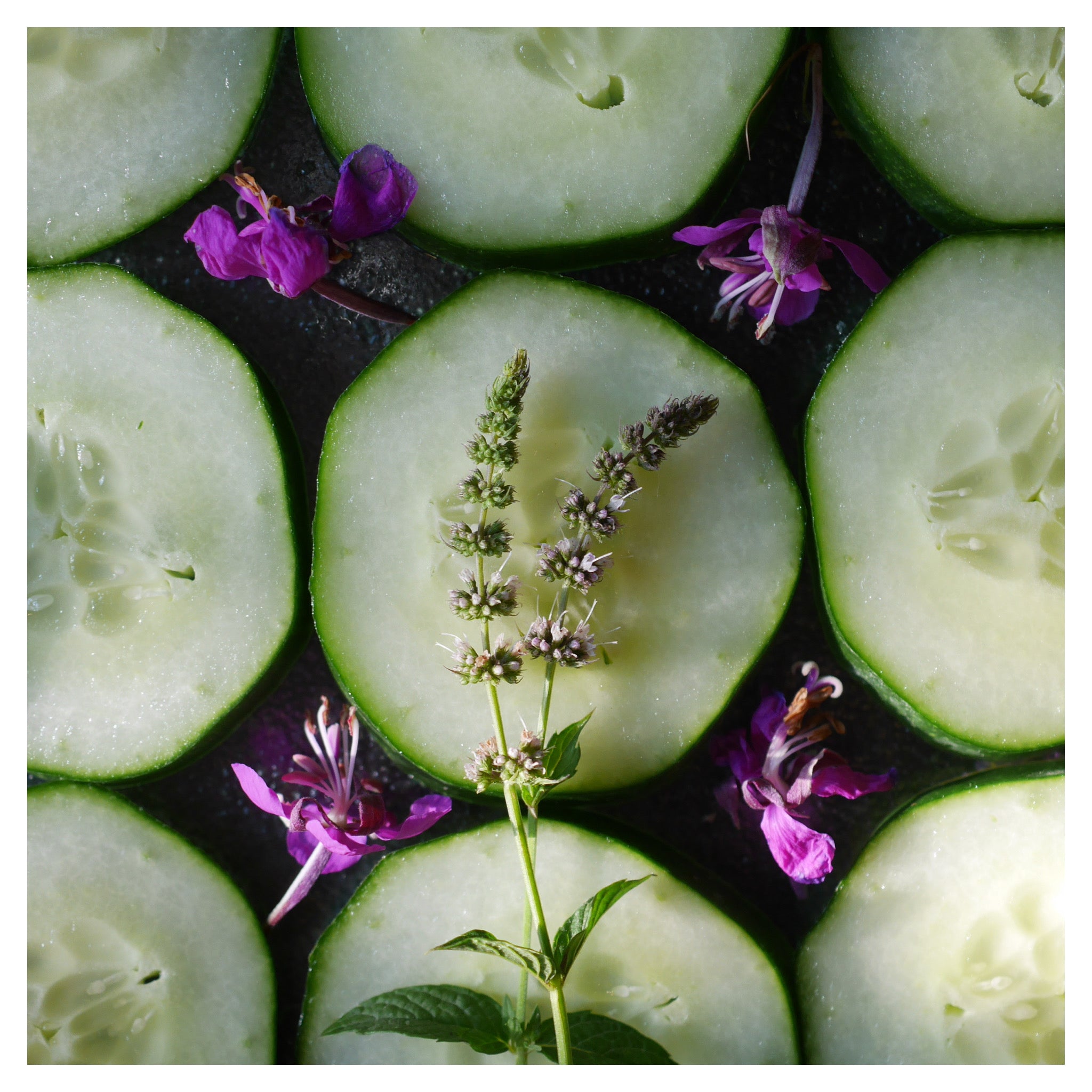 Organic cucumber, peppermint, and wild fireweed used in hydrosol distillation