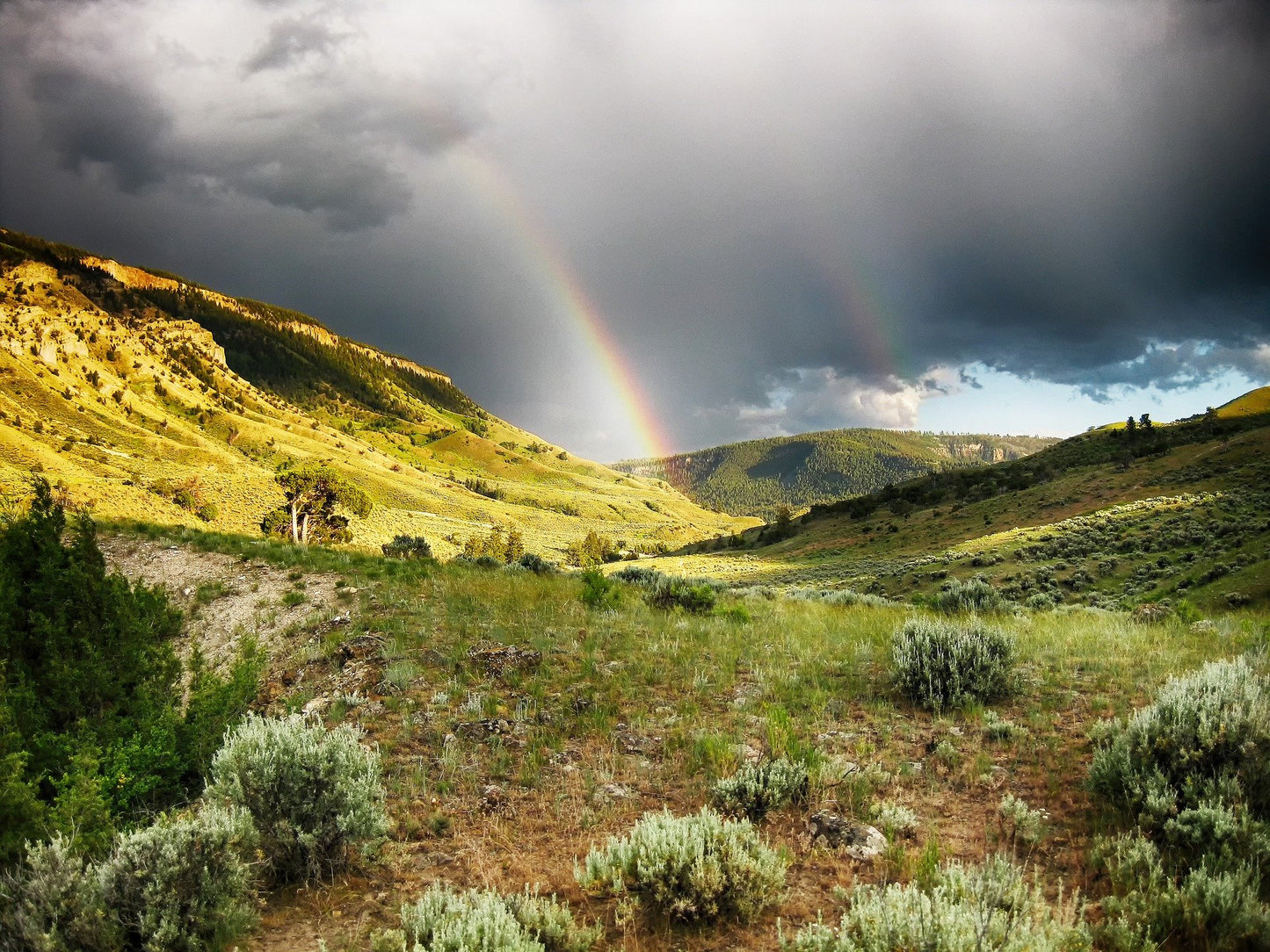 Desert Rain- Almost gone!!! - Deschampsia - Nature Based Self Care